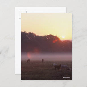 Bob Langrish   Grazing van Arabische paarden op zo Briefkaart