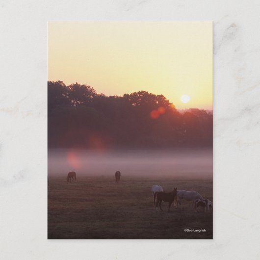 Bob Langrish | Grazing van Arabische paarden op zo Briefkaart (Voorkant)