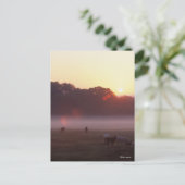 Bob Langrish | Grazing van Arabische paarden op zo Briefkaart (Staand voorkant)