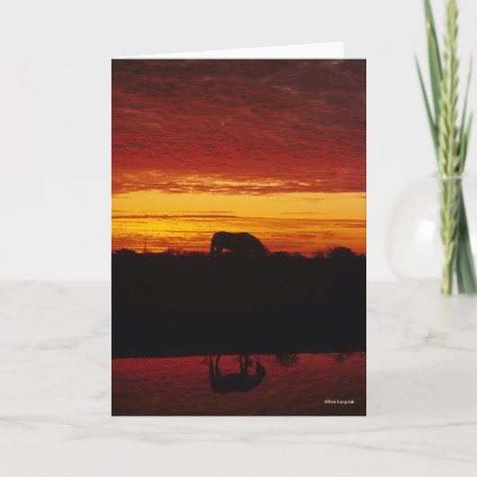 Bob Langrish | Grazing van Arabische paarden op zo Kaart (Voorkant)