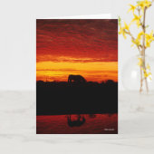 Bob Langrish | Grazing van Arabische paarden op zo Kaart (Gele Bloem)