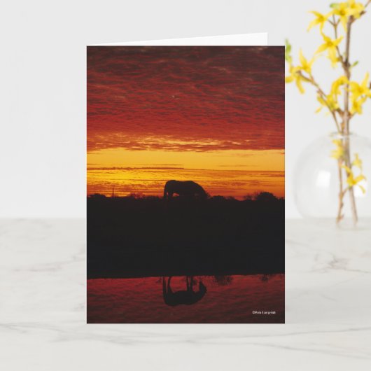 Bob Langrish | Grazing van Arabische paarden op zo Kaart (Gele Bloem)