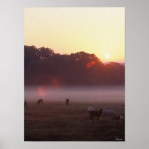 Bob Langrish   Grazing van Arabische paarden op zo Poster