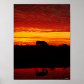 Bob Langrish | Grazing van Arabische paarden op zo Poster (Voorkant)