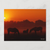 Bob Langrish | Grazing van drie paarden op de zon Briefkaart (Voorkant)