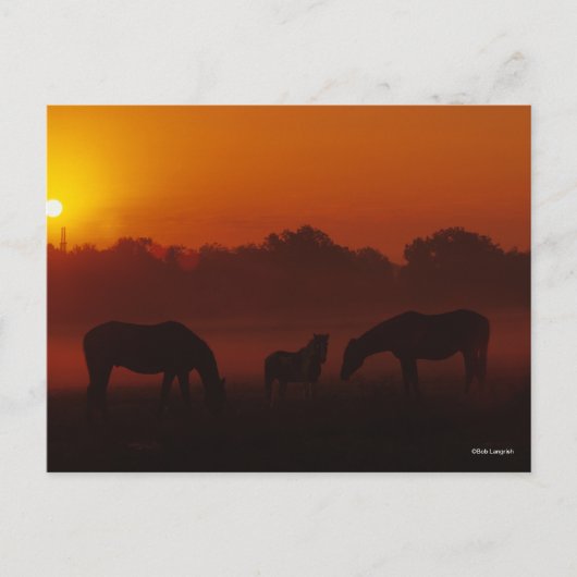 Bob Langrish | Grazing van drie paarden op de zon Briefkaart (Voorkant)