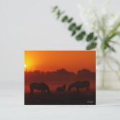 Bob Langrish | Grazing van drie paarden op de zon Briefkaart (Staand voorkant)