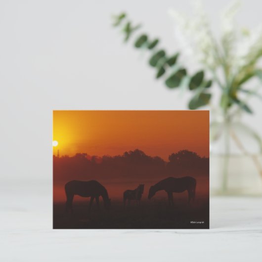 Bob Langrish | Grazing van drie paarden op de zon Briefkaart (Staand voorkant)