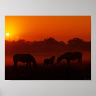 Bob Langrish Grazing van drie paarden op de zon Poster