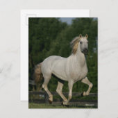 Bob Langrish | Grey Andalucian Running Briefkaart (Voorkant / Achterkant)