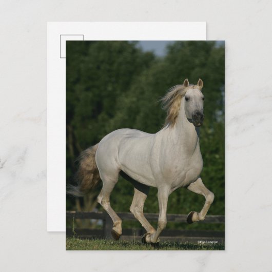 Bob Langrish | Grey Andalucian Running Briefkaart (Voorkant / Achterkant)