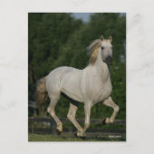 Bob Langrish | Grey Andalucian Running Briefkaart (Voorkant)