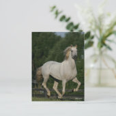 Bob Langrish | Grey Andalucian Running Briefkaart (Staand voorkant)