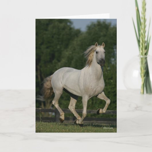 Bob Langrish | Grey Andalucian Running Kaart (Voorkant)