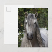 Bob Langrish | Grey Andalucian Stallion headshot Briefkaart (Voorkant / Achterkant)