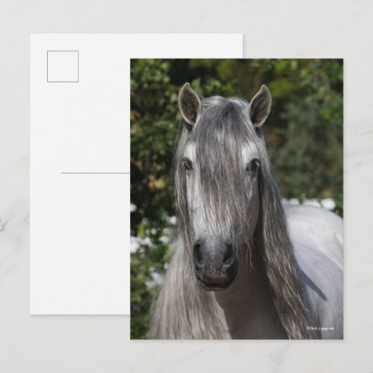 Bob Langrish | Grey Andalucian Stallion headshot Briefkaart (Voorkant / Achterkant)