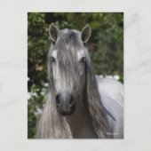 Bob Langrish | Grey Andalucian Stallion headshot Briefkaart (Voorkant)