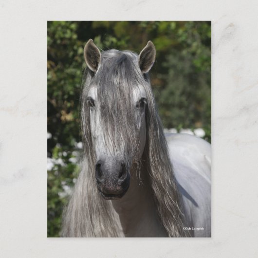 Bob Langrish | Grey Andalucian Stallion headshot Briefkaart (Voorkant)