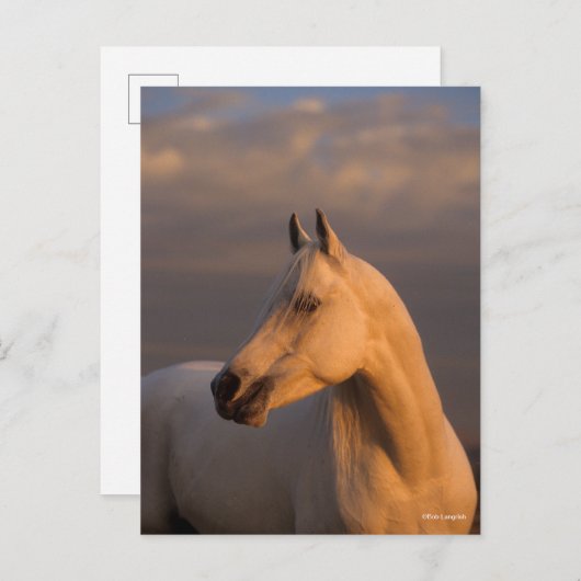 Bob Langrish | Grey Arab Headshot Evening Light Briefkaart (Voorkant / Achterkant)