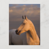 Bob Langrish | Grey Arab Headshot Evening Light Briefkaart (Voorkant)