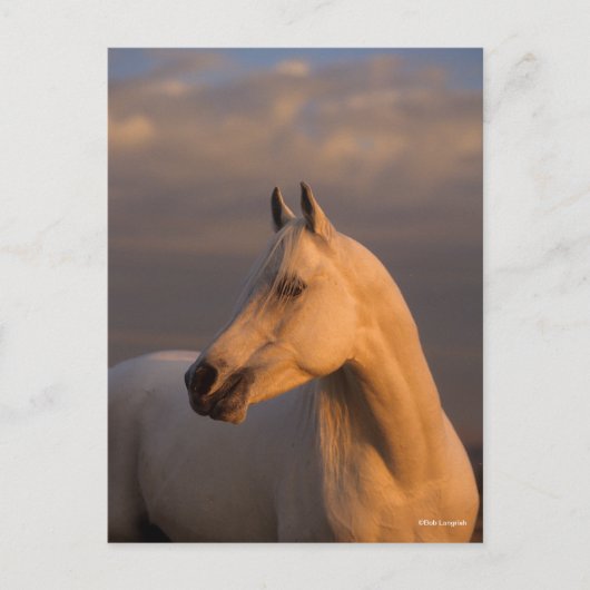 Bob Langrish | Grey Arab Headshot Evening Light Briefkaart (Voorkant)