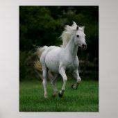 Bob Langrish | Grey Arab Running Mane Flowing Poster (Voorkant)