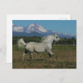 Bob Langrish Grey Arab Running Mountain Background Briefkaart (Voorkant / Achterkant)