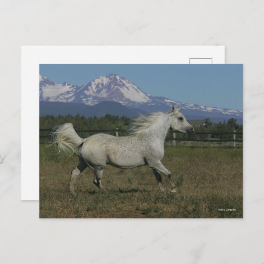 Bob Langrish Grey Arab Running Mountain Background Briefkaart (Voorkant / Achterkant)