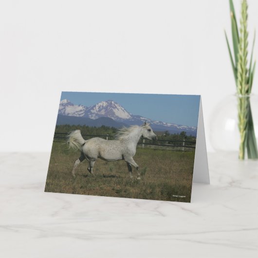 Bob Langrish Grey Arab Running Mountain Background Kaart (Voorkant)