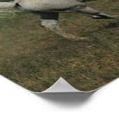 Bob Langrish Grey Arab Running Mountain Background Poster (Hoek)