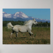 Bob Langrish Grey Arab Running Mountain Background Poster (Voorkant)