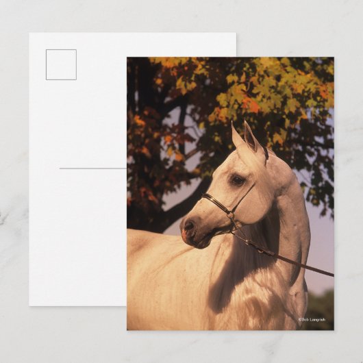 Bob Langrish | Grey Arab Stallion Headshot 4 Briefkaart (Voorkant / Achterkant)