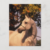 Bob Langrish | Grey Arab Stallion Headshot 4 Briefkaart (Voorkant)