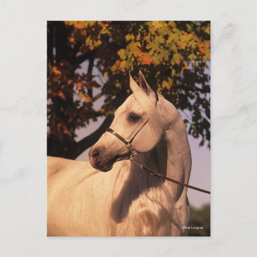 Bob Langrish | Grey Arab Stallion Headshot 4 Briefkaart (Voorkant)