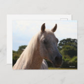 Bob Langrish | Grey Arab Stallion Headshot Backlit Briefkaart (Voorkant / Achterkant)