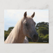 Bob Langrish | Grey Arab Stallion Headshot Backlit Briefkaart (Voorkant)