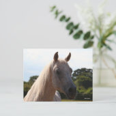 Bob Langrish | Grey Arab Stallion Headshot Backlit Briefkaart (Staand voorkant)