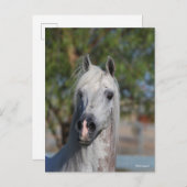 Bob Langrish | Grey Arab Stallion Headshot Briefkaart (Voorkant / Achterkant)