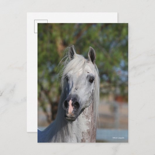 Bob Langrish | Grey Arab Stallion Headshot Briefkaart (Voorkant / Achterkant)