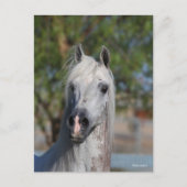 Bob Langrish | Grey Arab Stallion Headshot Briefkaart (Voorkant)