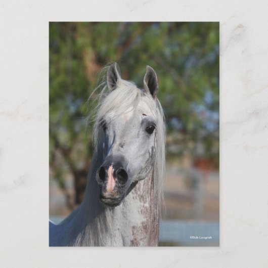 Bob Langrish | Grey Arab Stallion Headshot Briefkaart (Voorkant)