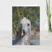 Bob Langrish | Grey Arab Stallion Headshot Kaart (Voorkant)