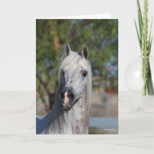 Bob Langrish | Grey Arab Stallion Headshot Kaart (Voorkant)
