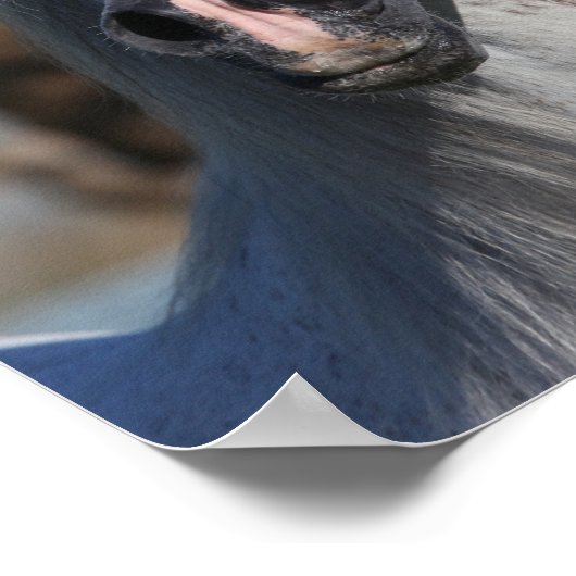 Bob Langrish | Grey Arab Stallion Headshot Poster (Hoek)