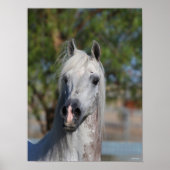 Bob Langrish | Grey Arab Stallion Headshot Poster (Voorkant)