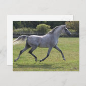 Bob Langrish | Grey Arab Stallion Running Backlit Briefkaart (Voorkant / Achterkant)