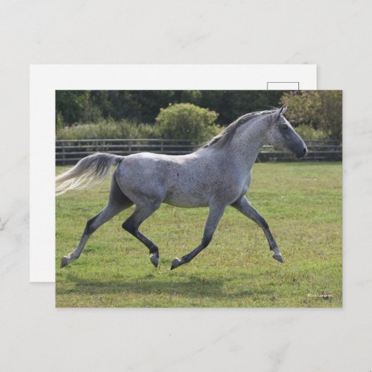 Bob Langrish | Grey Arab Stallion Running Backlit Briefkaart (Voorkant / Achterkant)