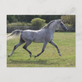 Bob Langrish | Grey Arab Stallion Running Backlit Briefkaart (Voorkant)