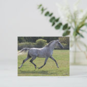 Bob Langrish | Grey Arab Stallion Running Backlit Briefkaart (Staand voorkant)