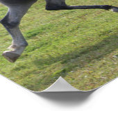 Bob Langrish | Grey Arab Stallion Running Backlit Poster (Hoek)